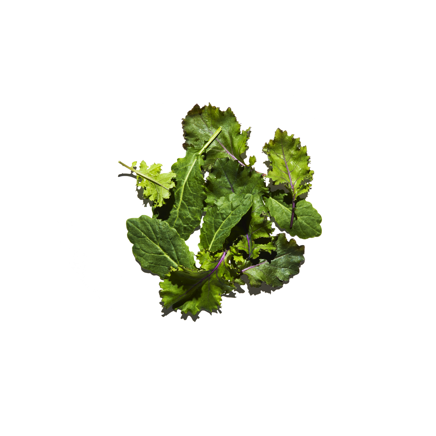 Baby Kale