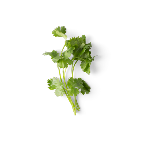 Cilantro