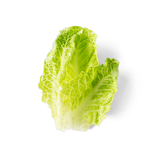Romaine Lettuce